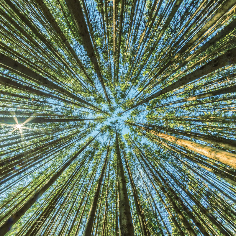 Certains arbres s’évitent et ne se touchent pas.