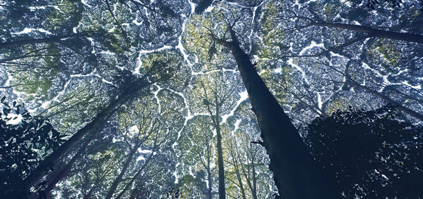 182343Kapur_trees__2_
