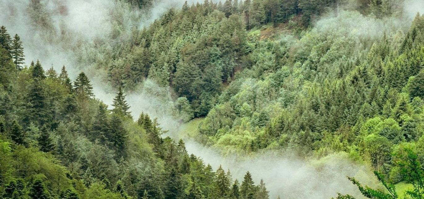 black-forest-1476021_1920-e1495033077807