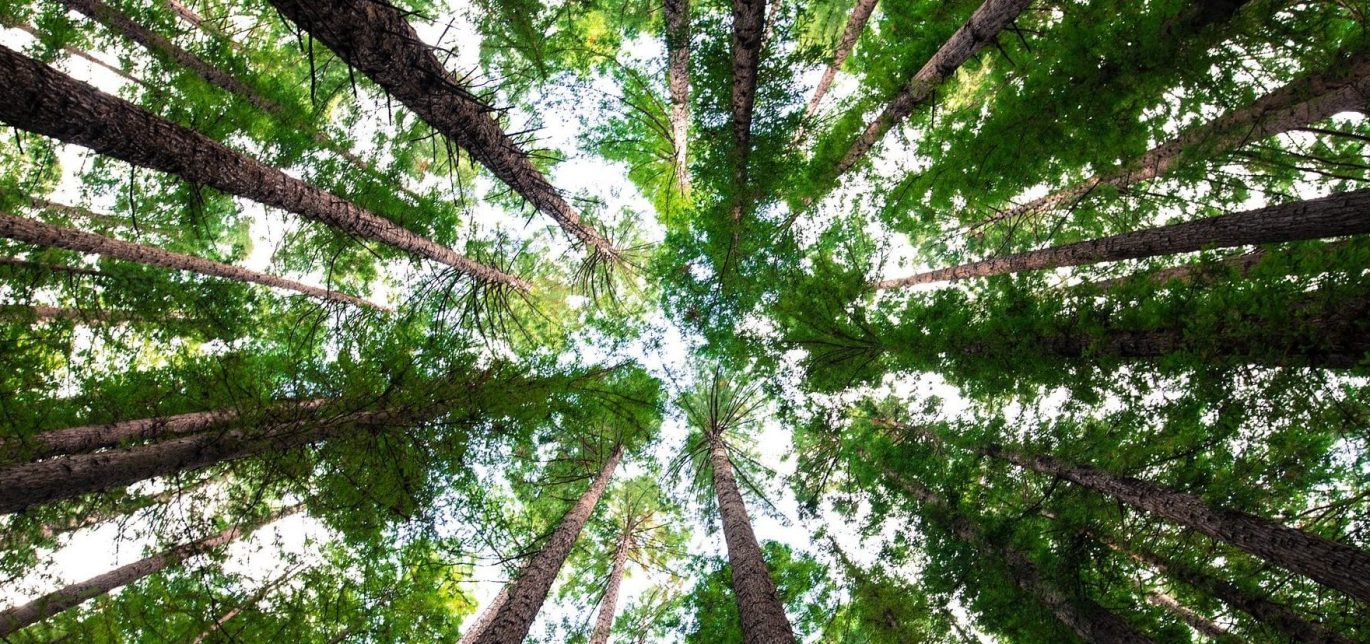 forest-1840428_1920-e1495027158726